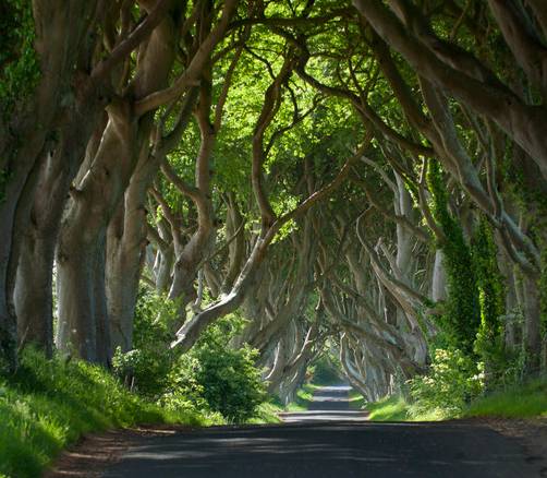 Dark Hedges